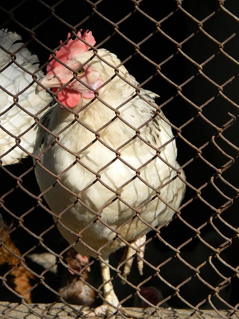 瓦塞爾贊譽索漢的影響力 只要他展現才華 我們便會煥然一新.